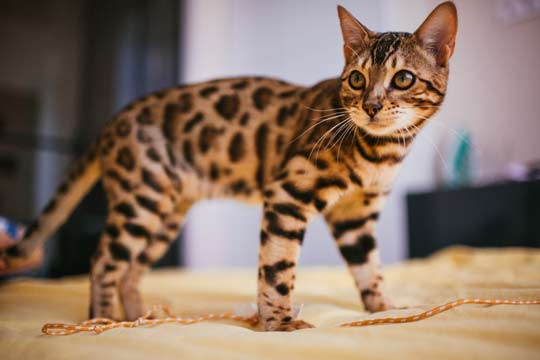 Gatto Leopardo