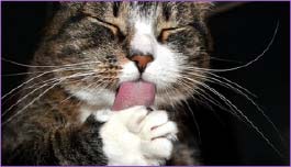 gatto-che-si-lava