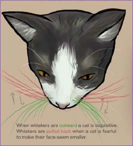 gatto-illustrazione-vibrisse