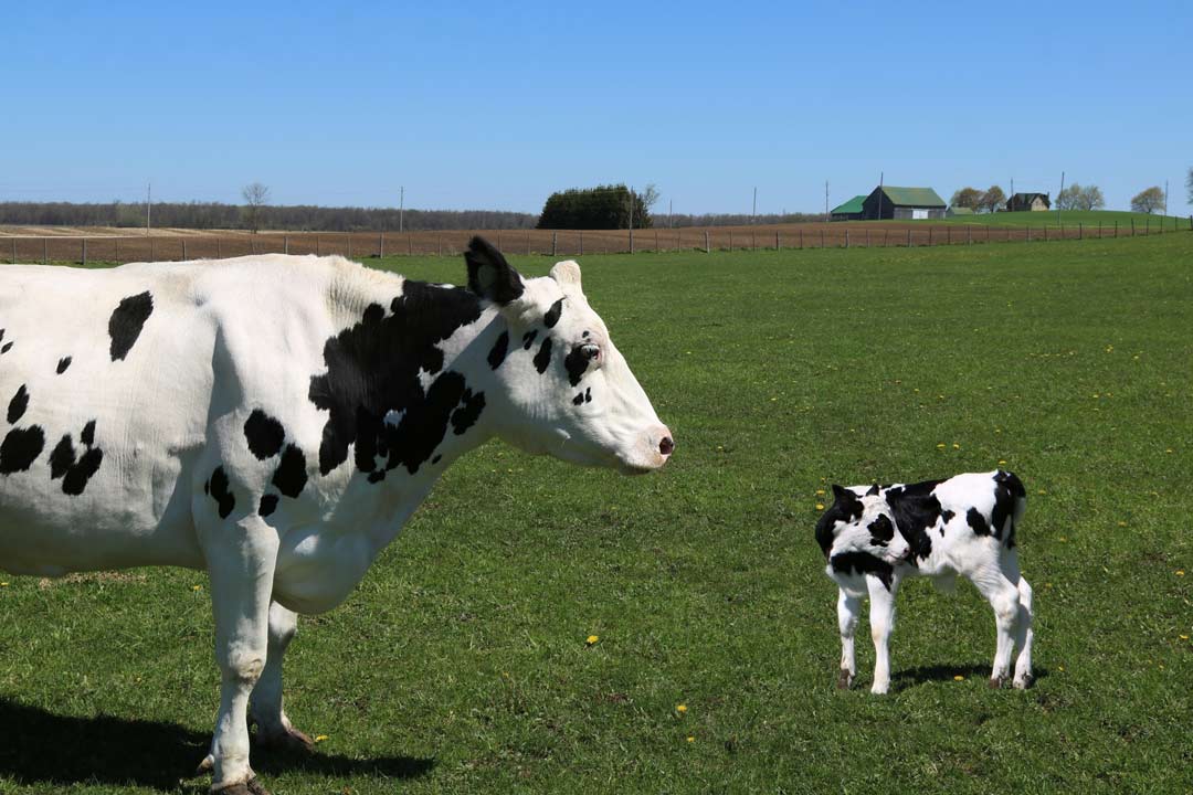 Le cinque libertà degli Animali