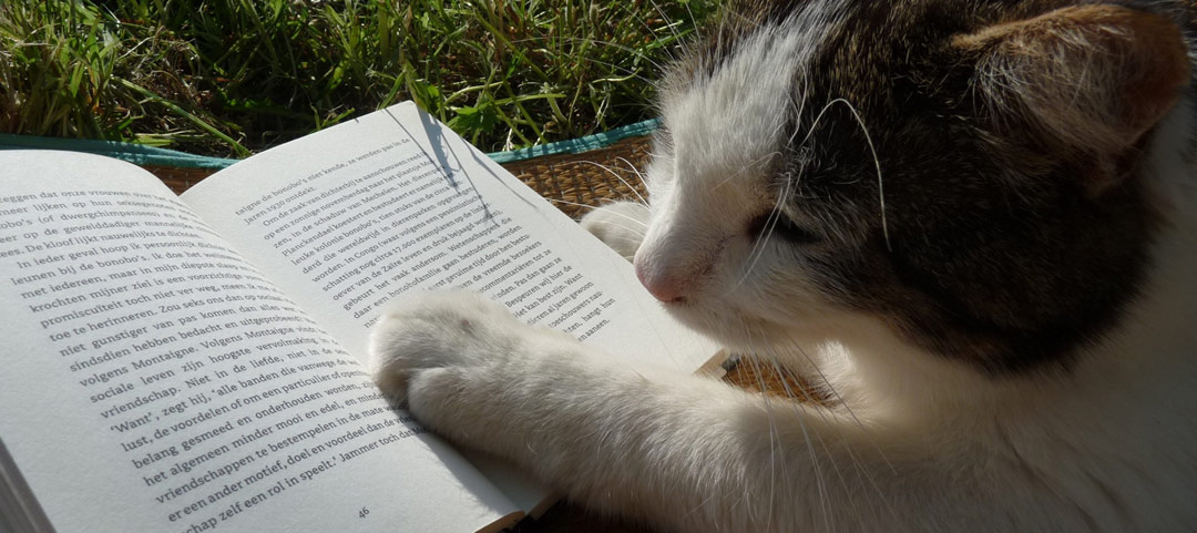gatto che legge gatto che legge