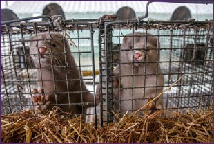 Finalmente proibiti gli allevamenti di animali da pelliccia in Italia!