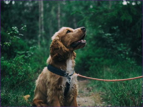 L’importanza dell’educazione e della socializzazione nello sviluppo del cane