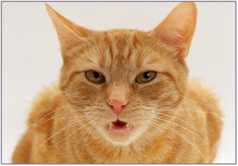 flehmen rosso