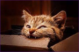 gatto e cioccolata 2