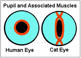 pupille