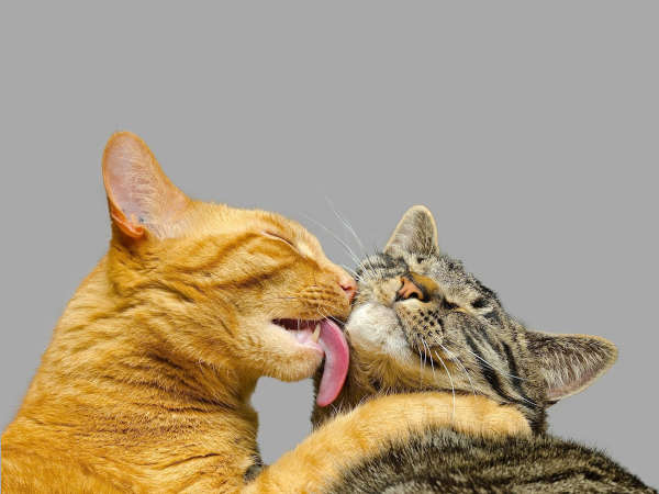 Cosa fa il mio gatto tutto il giorno?