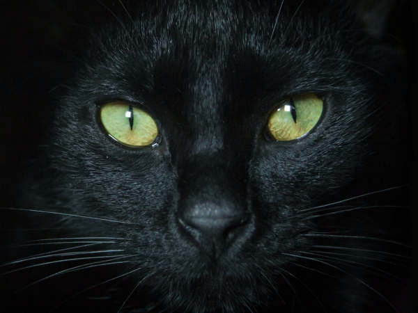 gatto nero in primo piano