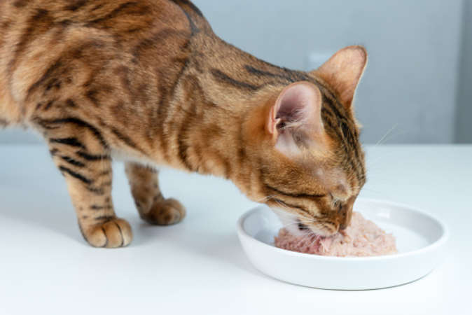 gatto e ciotola