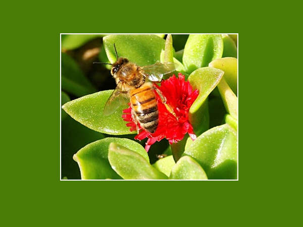 ape sul fiore