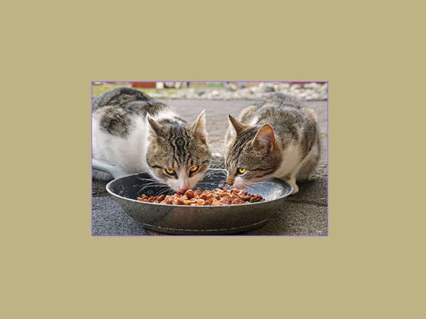 due gatti con ciotola