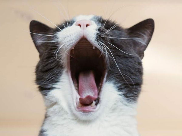 Come comunica il gatto?
