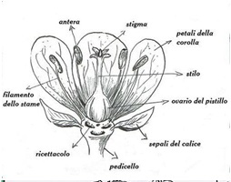 sezione fiore