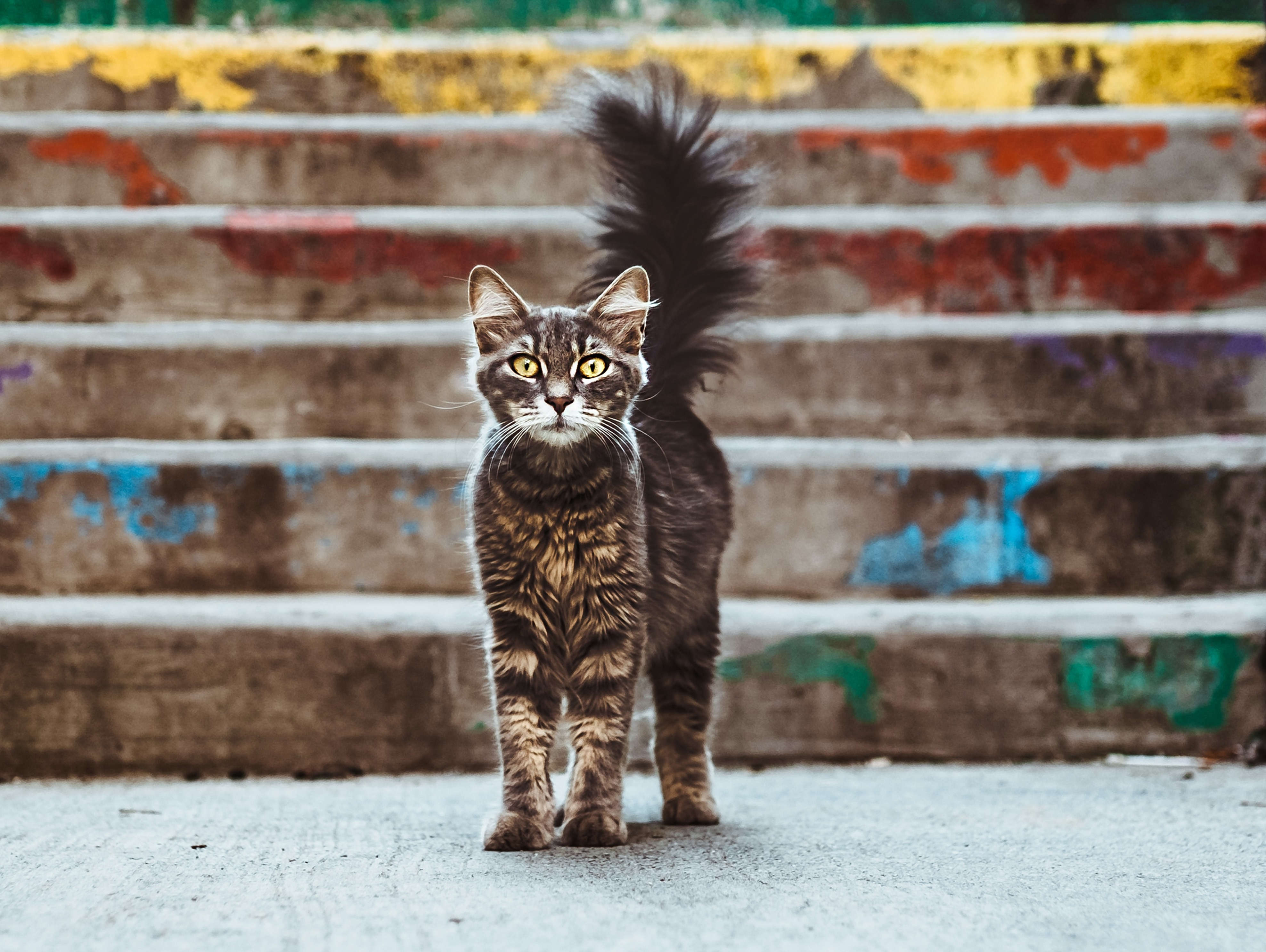 Tutti amano i gatti di Istanbul