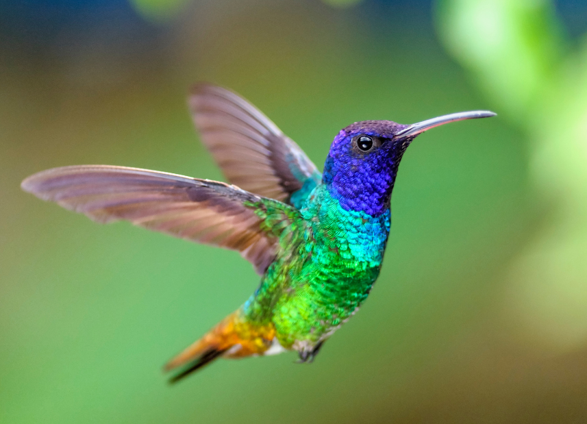 colibrì