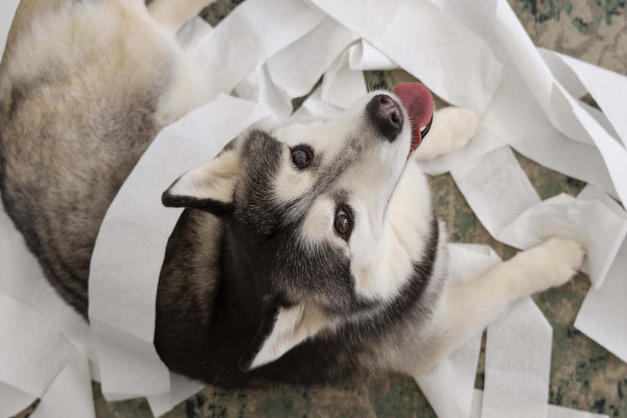 L’Ansia da separazione nel Cane