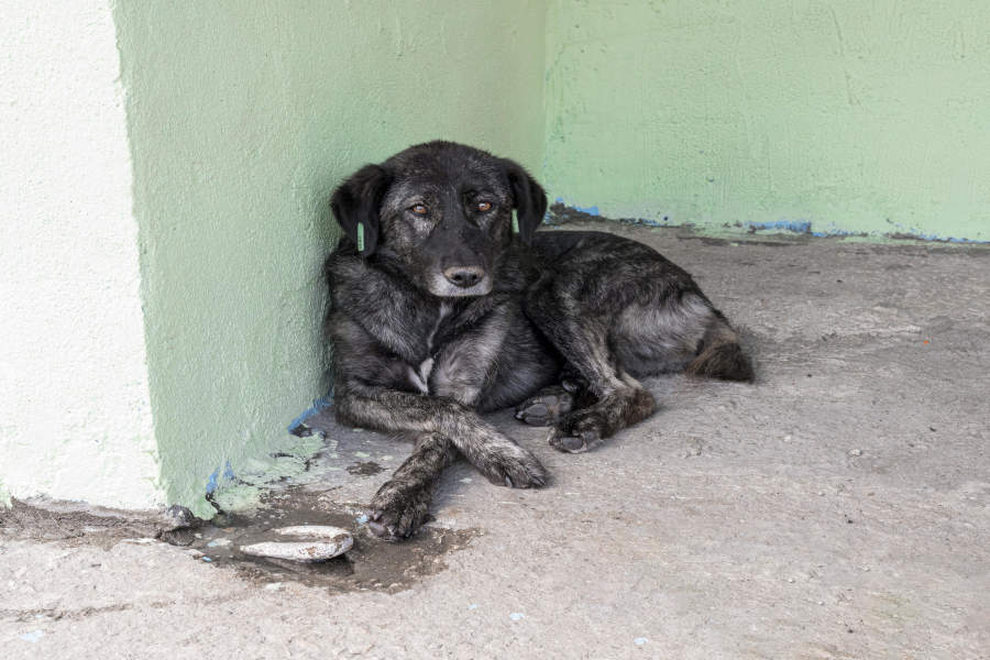 L’Unione dei Comuni del Mugello aiuta chi adotta un cane abbandonato