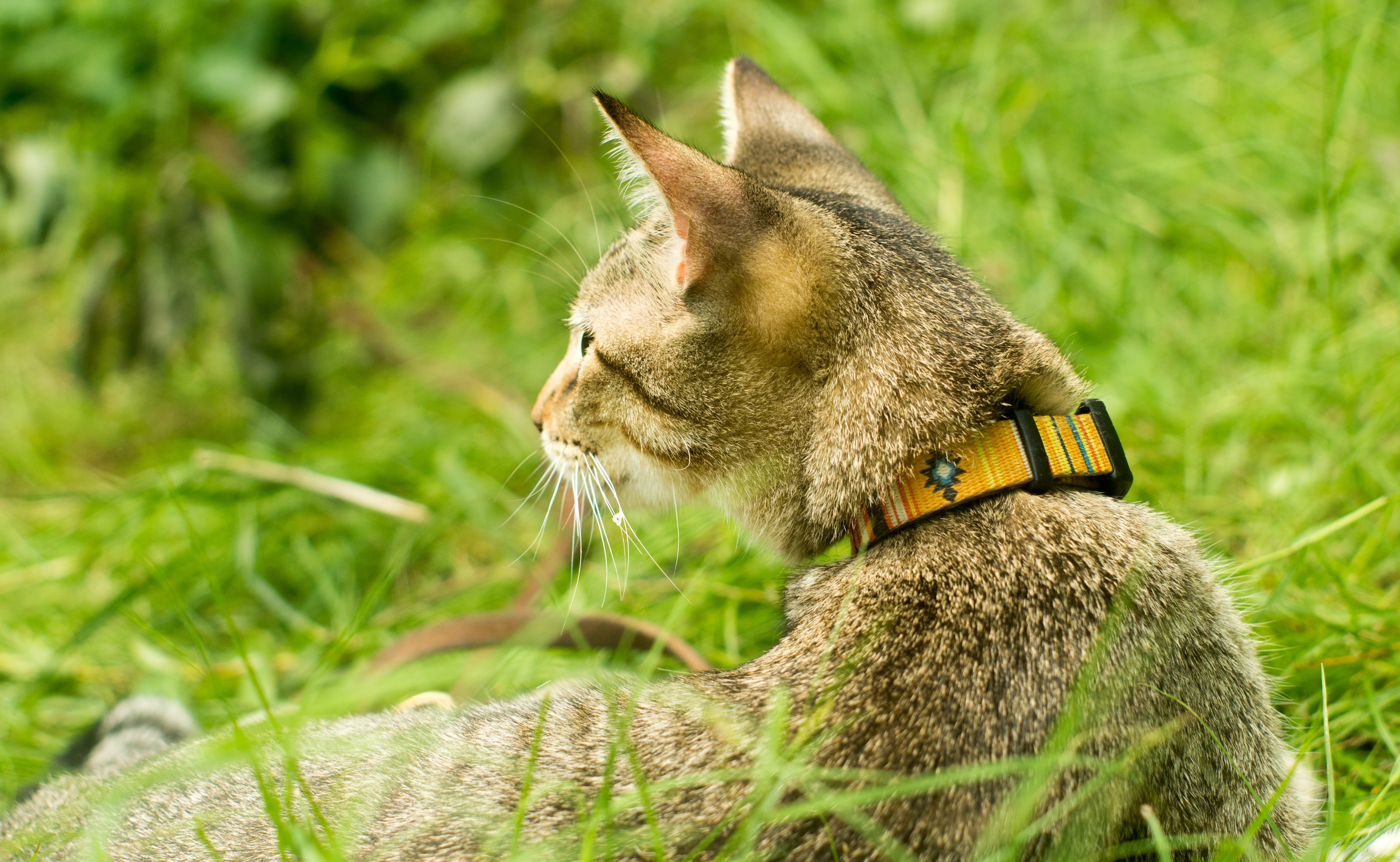 GLI ORGANI SENSORIALI DEI GATTI