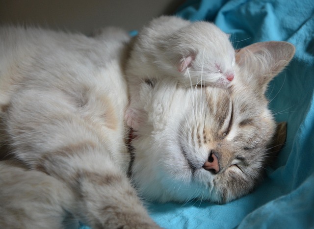 gattino e mamma