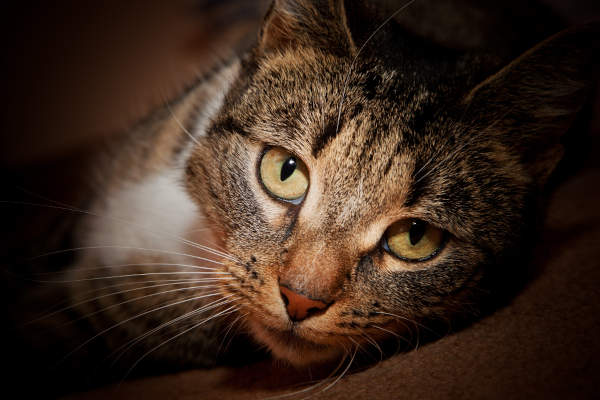gatto che guarda