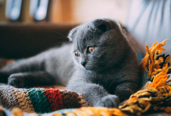Perchè il Gatto fa le Fusa?
