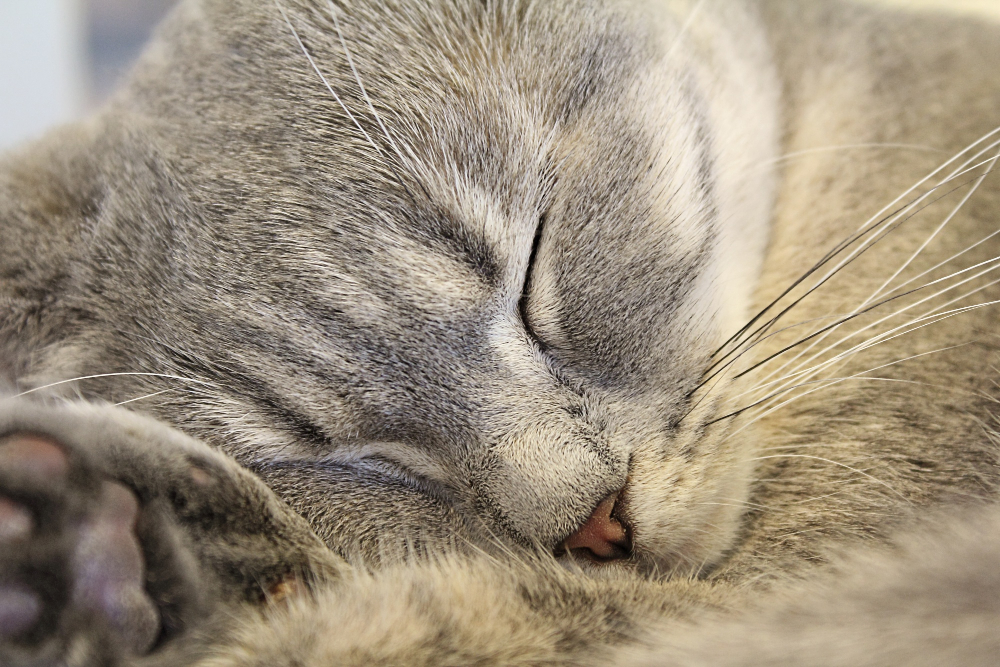cat-sleeping poesie