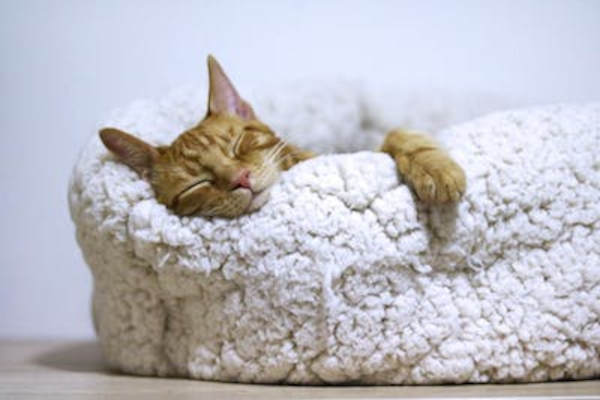 poesia gatto Cavalli