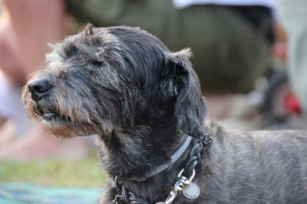 Vivere Felicemente con un Cane Anziano
