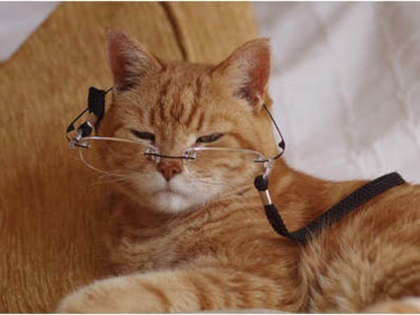 Il gatto anziano: come gestirlo