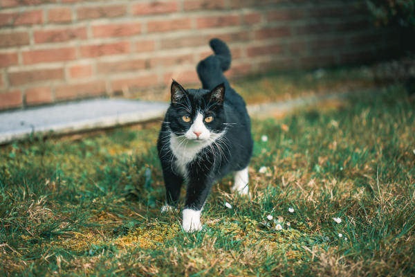 Se il gatto fa i bisogni dal vicino
