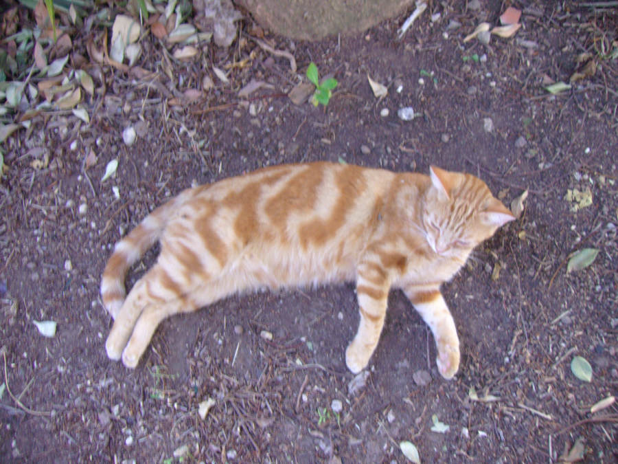 Ned in giardino