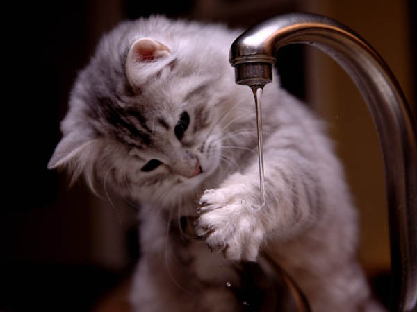 I Gatti: quali emozioni?