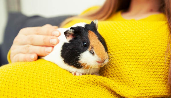 guinea pig pregnant