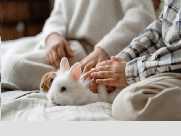 Gli Animali di Supporto Emotivo