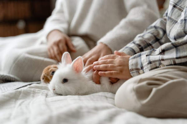 -tima-rabbit