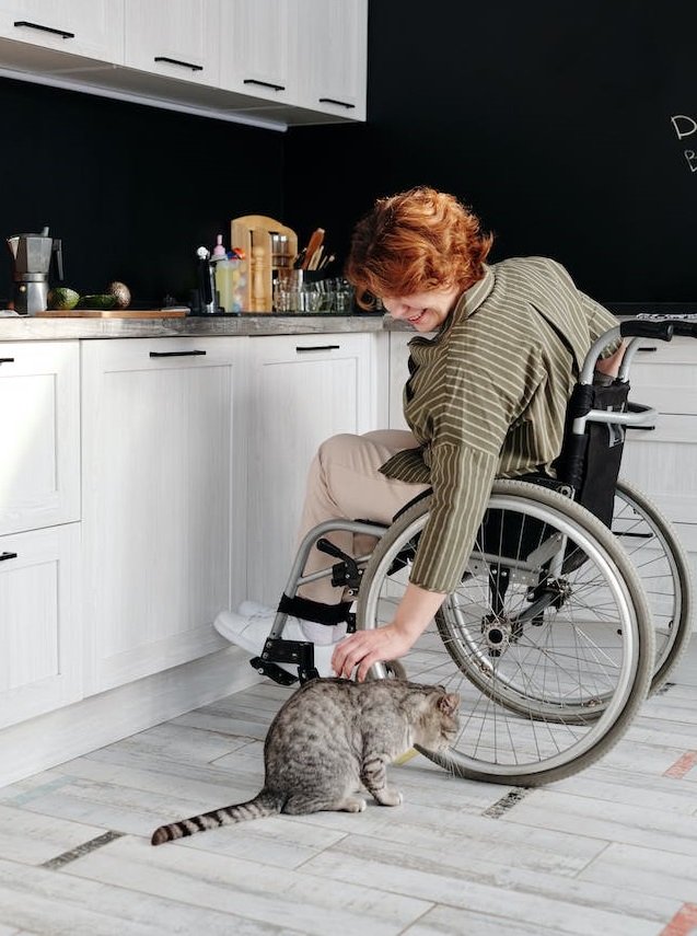 cat and wheel chair