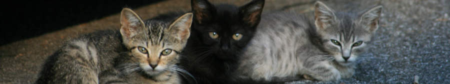 3 cats