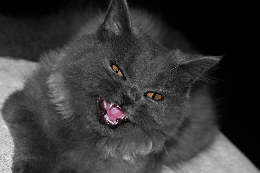 angry grey