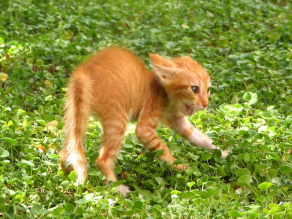 angry orange kitten