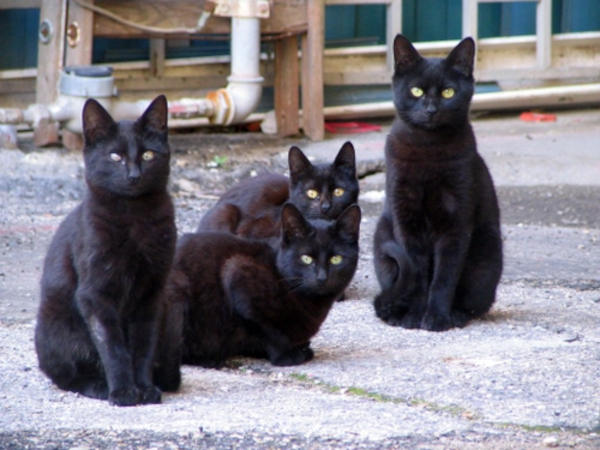 black stray cats