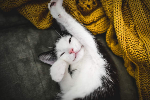 funny kitten