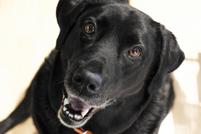 labrador