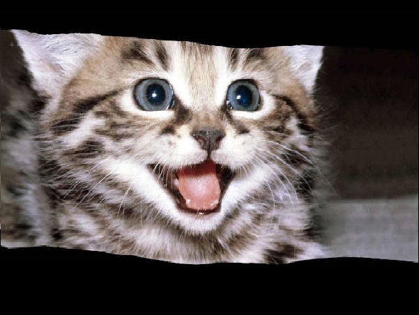 I Gatti: quante espressioni!