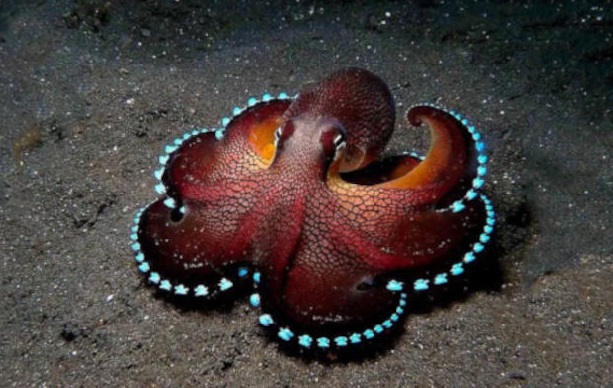 octopus paint