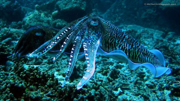 squid