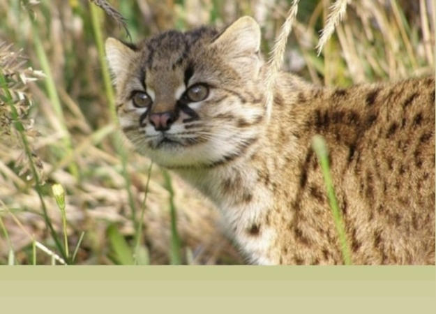 Kodkod: il gatto che canta