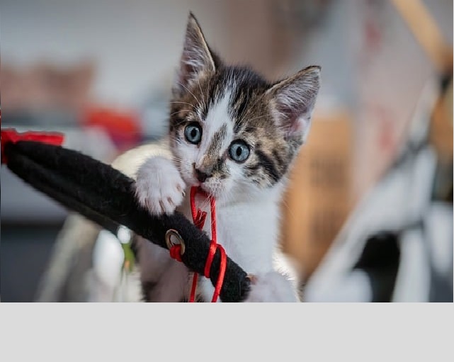 La Pica nel gatto: cos’è e come riconoscerla