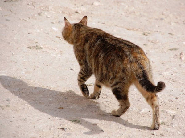 Microchip per il Gatto: come funziona?
