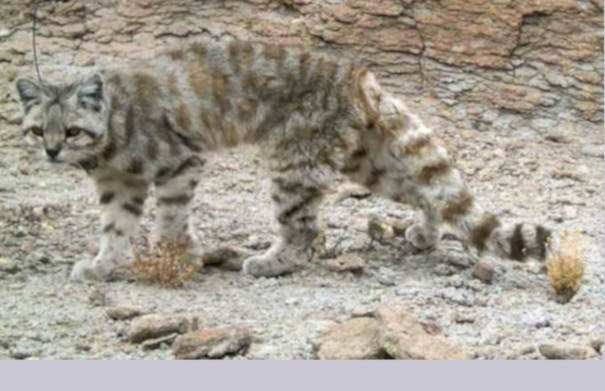 Il Gatto Fantasma delle Ande