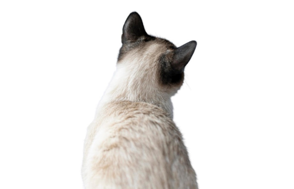 cat staring blank